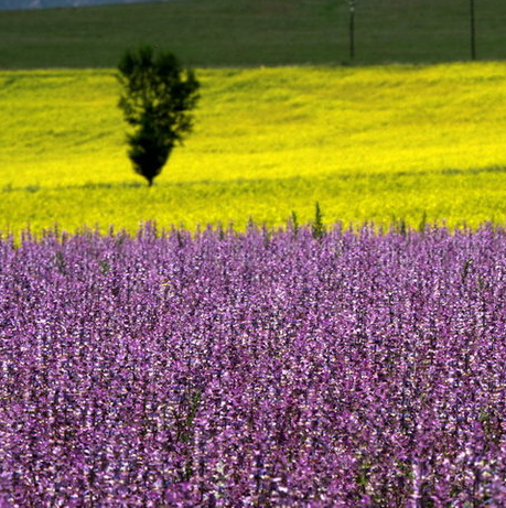 sagebrush cultivation cultivo de artemisa