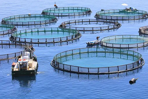 Aquaculture Acuicultura