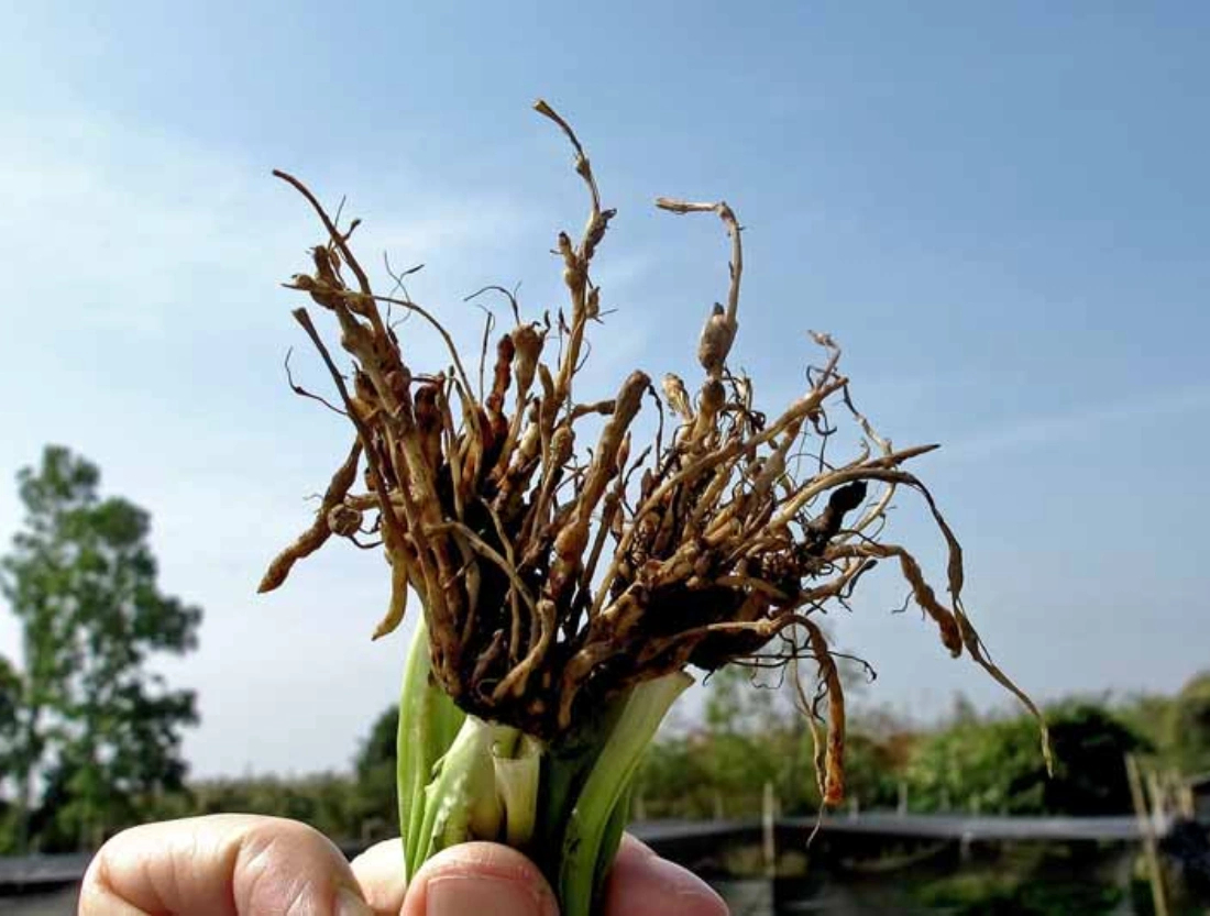 Butralin 95% TC Contact Bud Inhibitor