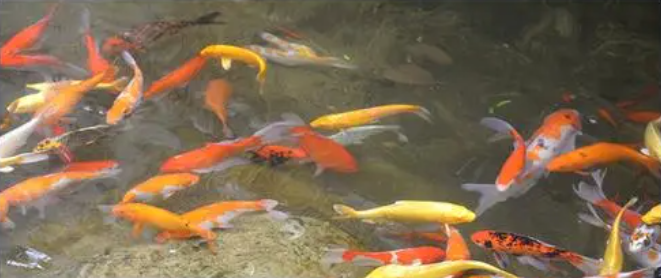 industrias acu&iacute;colas