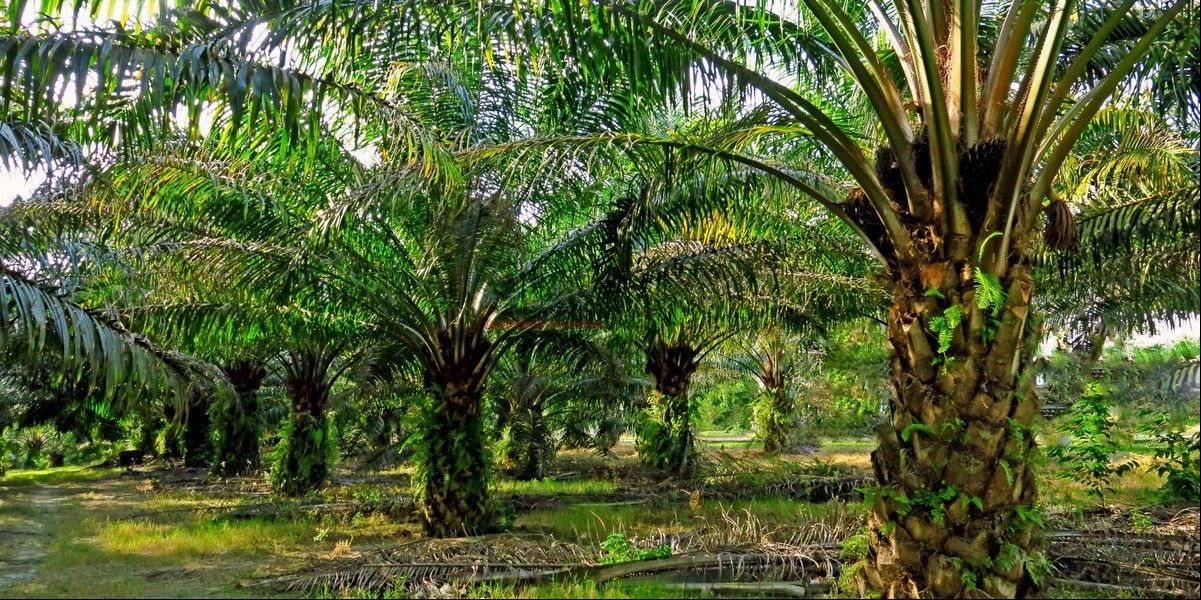El aceite de palma es rico en &aacute;cidos grasos de cadena C12-C14.